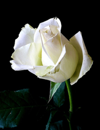 Connie Marlene (Bright) Gumm Obituary