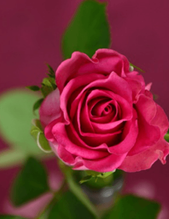 Carol Marie (Shuman) Brant Obituary