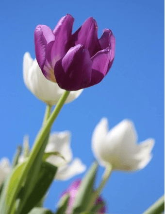 Linda Mae (Long) Conner Obituary