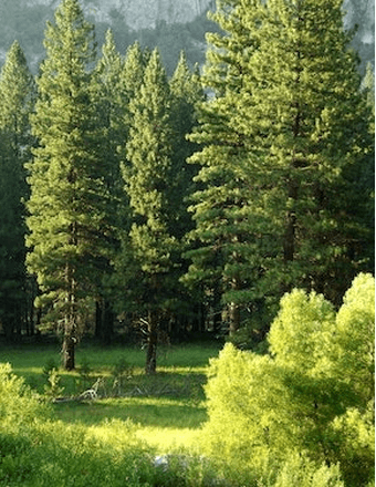 William Ray Collins Jr. Obituary