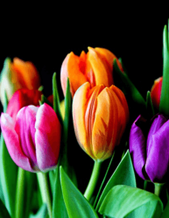 Eleanor Jane (Clark) Shapuras Obituary
